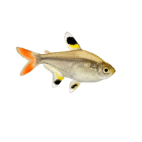 Imagem do produto Tetra Pristella
